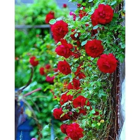 Jual Bibit Tanaman Hias Bunga Mawar Rambat Merah Climbing Rose Di Lapak