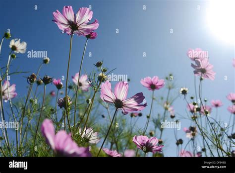 Flowers On The Sunshine Stock Photo Alamy