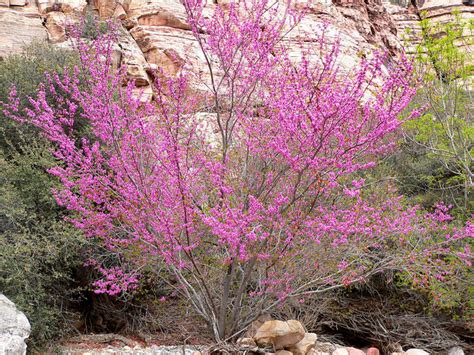 Top Native Plants For Northern California Gardens