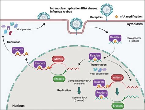 Frontiers N6 Methyladenosine Modification Of Viral Rna And Its Role