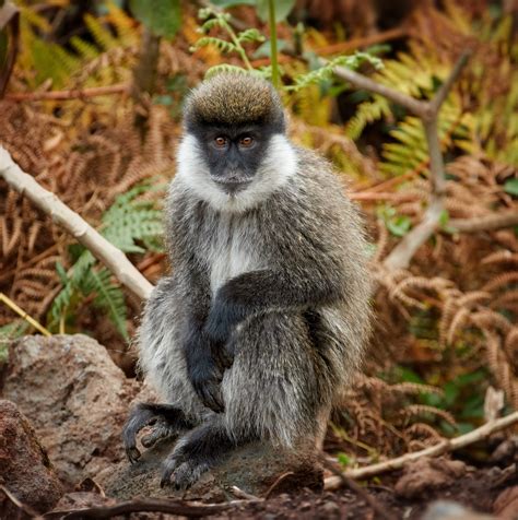 Types Of Monkeys In The Afghanistan Bird Watching Hq