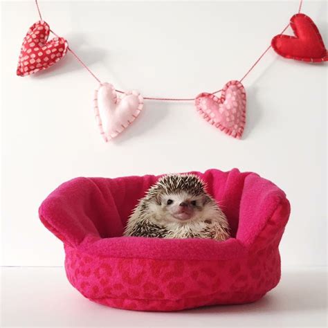 Valentines Hedgie Hedgehog Pet Love Your Pet Day Happy Hedgehog