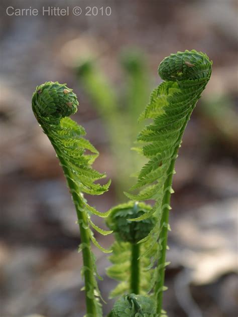 Staring Contest Fern Fiddleheads Van Saun Park Paramus Flickr