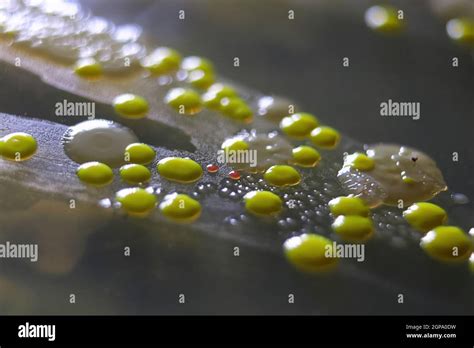 Macro Vista De Las Colonias De Bacterias Y Levadura Panadera Fotograf A