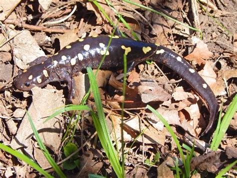 Yellow Spotted Salamander - Oklahoma Zoo Safari USA