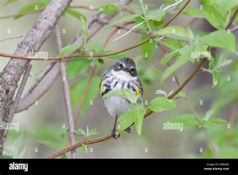 Yellow Rumped Warbler Setophaga Coronata During The Spring Migration