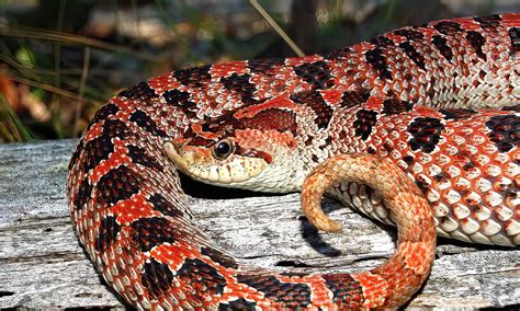 Southern Hognose Snake - A-Z Animals