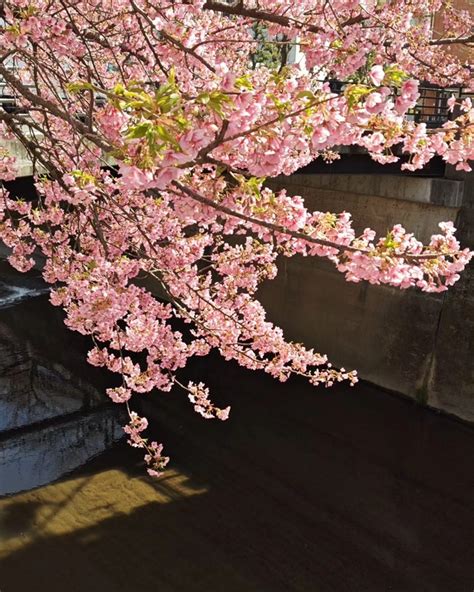 石神井川沿いの河津桜満開です🌸 五十嵐やす子（イガラシヤスコ） ｜ 選挙ドットコム