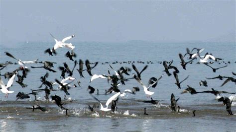 Migrate Videshi Bird Reach Pong Dam Wildlife Sanctuary Dharamshala In