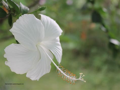 My Shot Gallery Of Bengkulu White Hibiscus