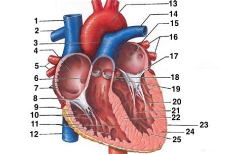 Schaubild „syst Cardio Anatomie Du Cœur Quizlet