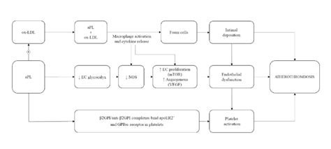 Pathophysiology Of Atherosclerosis In Antiphospholipid Antibodies Apl