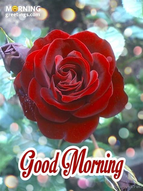 Good Morning Images With Red Roses