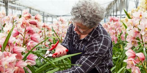 Comment Tailler Une Orchid E Apr S La Floraison Legrisou Fr