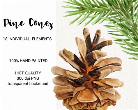 Watercolor Pine Cone Clipart Christmas Greenery Clip Art Etsy