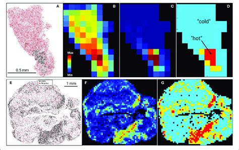 | Digital Imaging Analysis. Examples of US (top row, A-D) and AU ...