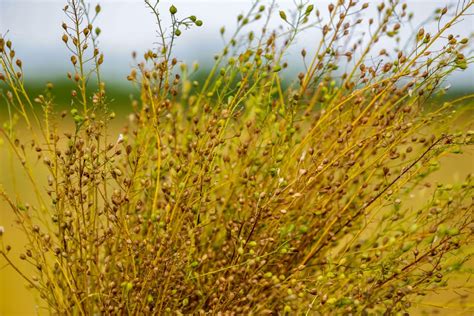 Масло Рыжика: польза и вред