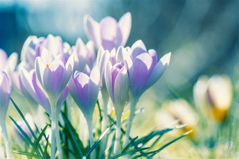 Flower Crocuses Petals Free Photo On Pixabay Pixabay