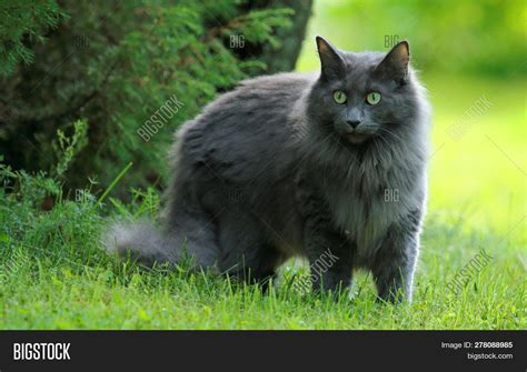 Blue Norwegian Forest Cat