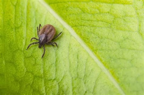 Experts Warn Deadly Tick Borne Virus Could Reach Uk As Cases Spread