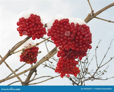 Bayas Y Nieve Del Viburnum Imagen De Archivo Imagen De Viburno 105255671