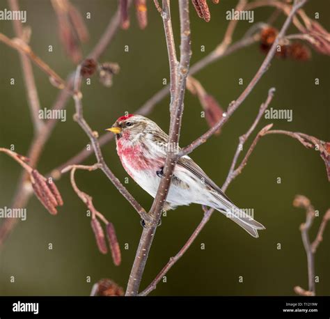 Speckled Alder Alnus Hi Res Stock Photography And Images Alamy