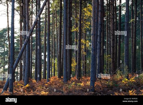 Scots Pine Pinus Sylvestris Woodland With Bracken Understory Roydon