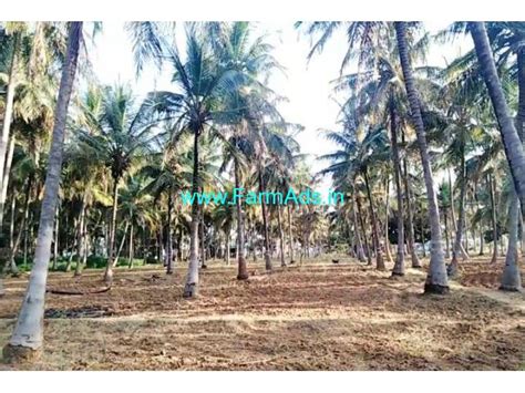 Acre Coconut Farm For Sale At Channapatna Km From Mysore Highway