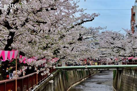 Cherry Blossom Festival Along Meguro River In Tokyo One Of The Most