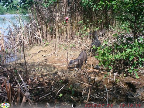 Camera-traps help identify conservation needs of Thailand’s coastal otters