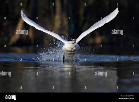 Mute Swan Cygnus Olor Taking Off From The Water Head On Nature