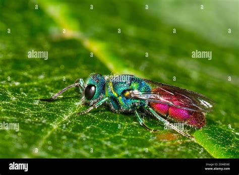 An Adult Ruby Tailed Wasp Chrysis Ignita At Rest On A Leaf In A Garden In Thirsk North