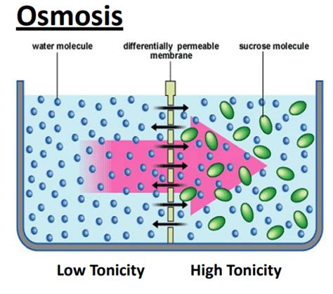 BIOL 105 Lab 2 Diffusion And Osmosis Flashcards Quizlet