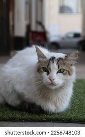 White Cat Green Eyes Portrait Stock Photo 2256748103 | Shutterstock