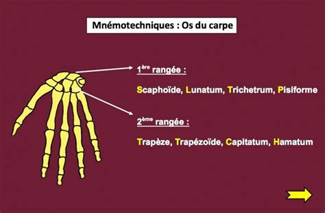 Mn Motechniques Os Du Carpe Anatomie Anatomie Mn Motechnique