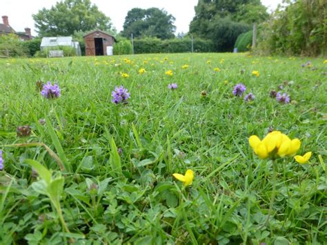 Low flowering lawn seed mix - Wild Flower Lawns and Meadows