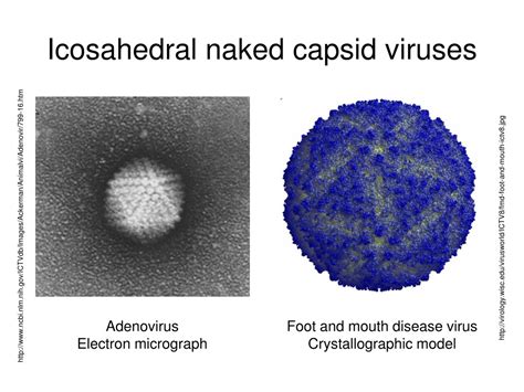 Ppt Virus Structure Classification And Replication Powerpoint