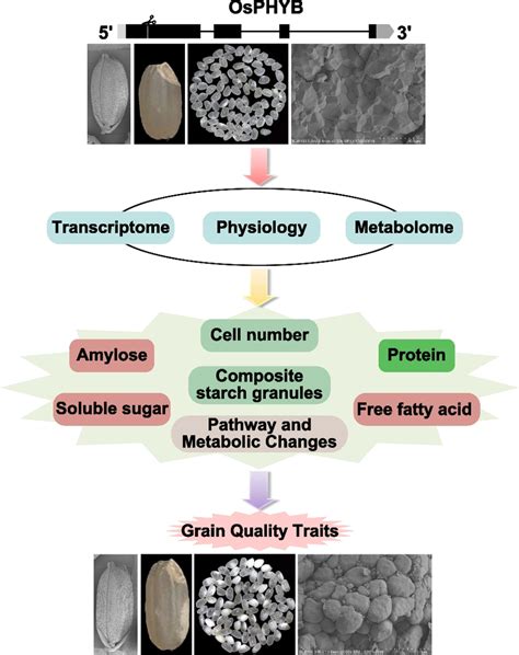 Schematic Model Of The Regulatory Network Of Osphyb Mutation Regulating Download Scientific