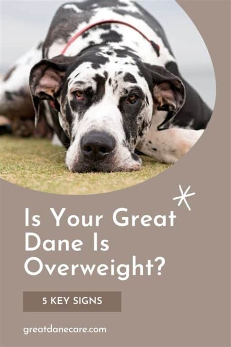 5 Signs That Your Great Dane Is Overweight (and what to do about it!)