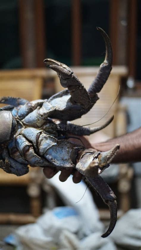 Very large coconut crab. stock photo. Image of statue - 263554360