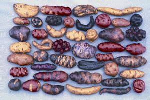 Irish Potato Varieties - DIY