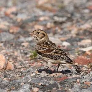 Lapland longspur - Facts, Diet, Habitat & Pictures on Animalia.bio