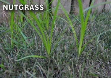 How To Get Rid Of Nutgrass Or Nutsedge Grass Pad Landscaping Around