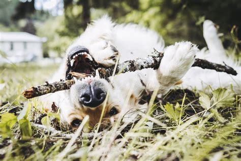 Golden Retriever Breed Dog With A Funny Face Playing With A Stick Stock