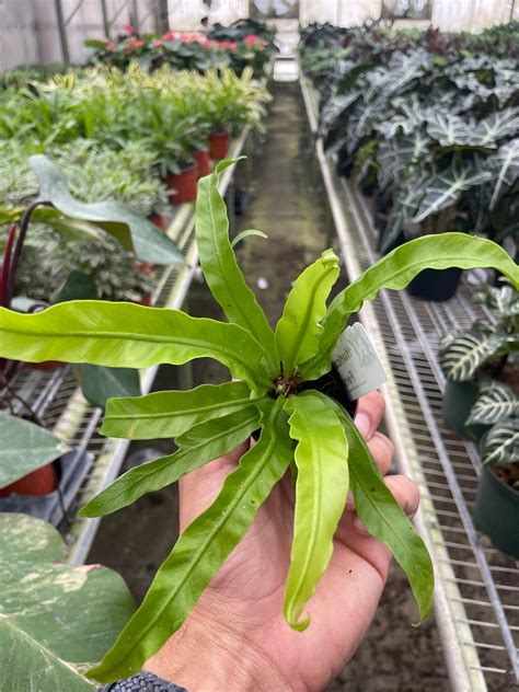 Fern 'Bird's Nest Hurricane' – Mickey Hargitay Plants