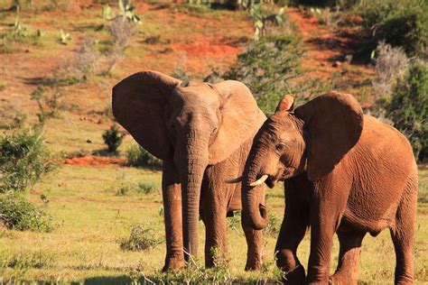 Twee Afrikaanse Olifanten Op De Savanne In De Wildernis Van