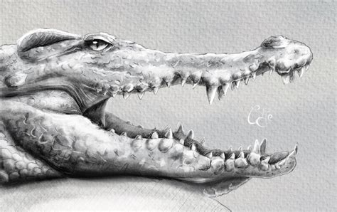 Discover 79+ sketch of a crocodile best - seven.edu.vn