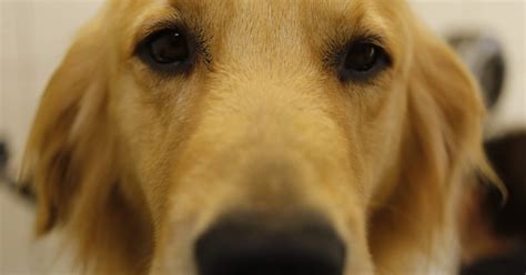 Cuidados Da Pelagem Do Golden Retriever Fac Pet Brasil Curso De