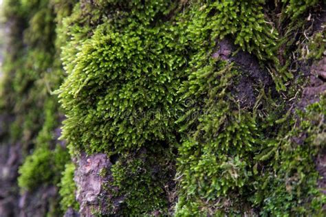 Moss Growing On A Tree Stock Photo Image Of Wood Tree