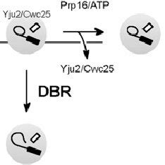 Schematic of the spliceosome catalytic steps showing different chemical ...